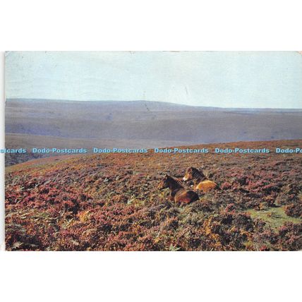 D024364 Young Exmoor Ponies. Exmoor. Somerset. H. A. Summers. Dixon. 1967