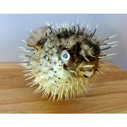 Porcupine fish 6 - 8" dried taxidermy dried sea life curiosities oddities beach