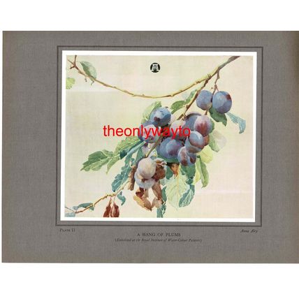 A Hang Of Plums, Anna Airy, Book Illustration (Print), 1931