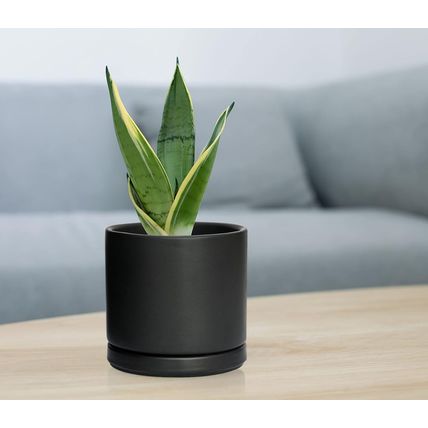 D'Vine Dev Set of 4 Small Ceramic Plant Pots, 4.6 Inch Succulent Planter Pot for