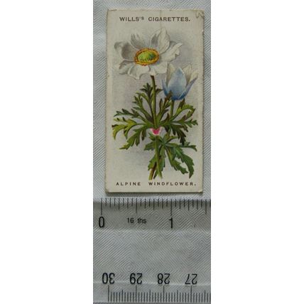 1913 Wills, Alpine Flowers No. 35 Alpine Windflower