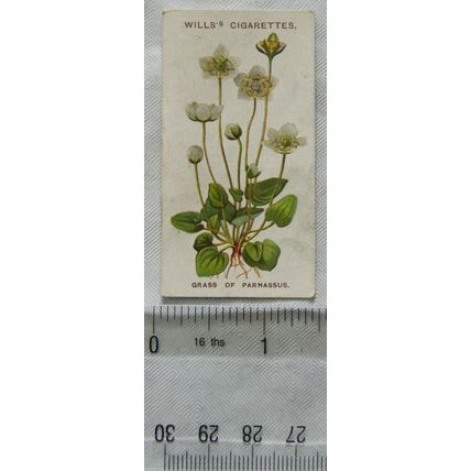 1913 Wills, Alpine Flowers No. 36 Grass of Parnassus