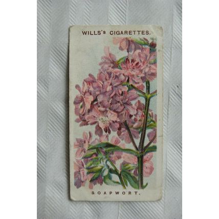 1913 Wills Old English Garden Flowers 2nd series No. 42 The Soapwort