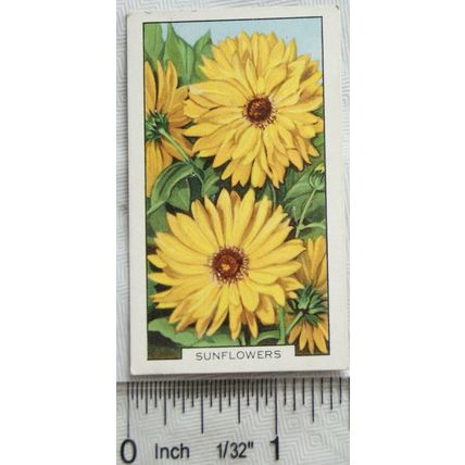 1938 Gallaher's Garden flowers No. 38 Sunflowers