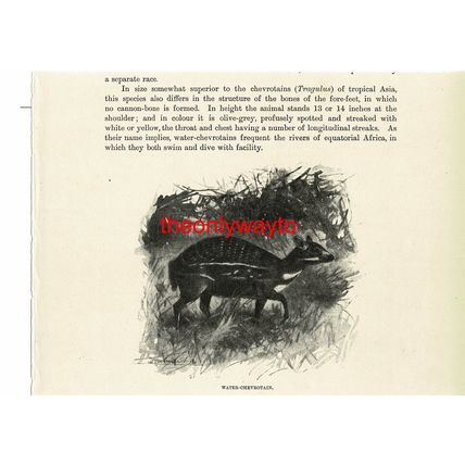 Water Chevrotain, Book Illustration (Print), c1916