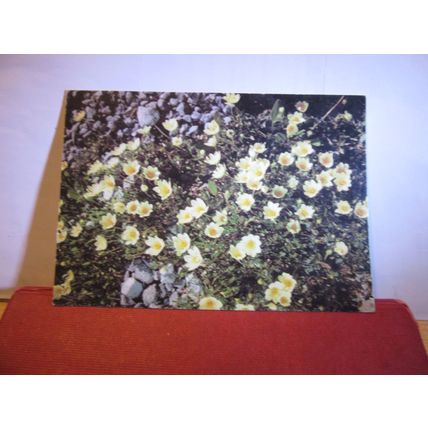 camedrio alpino Swiss used vintage postcard wild alpine flowers #