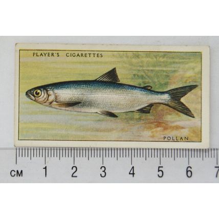 1933 Players Fresh-water Fishes, pink back No. 31 Pollan
