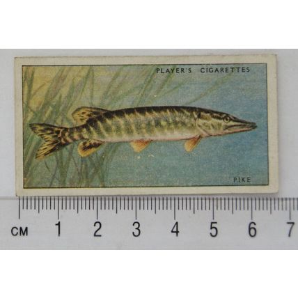 1933 Players Fresh-water Fishes, pink back No. 30 Pike