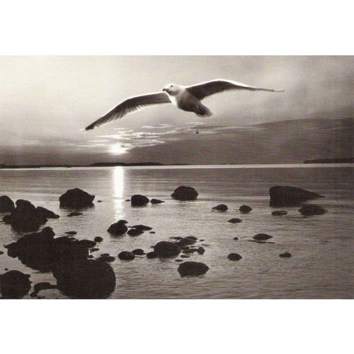 86108: Seagull over the Coast.