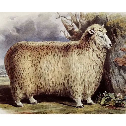 Antique Print LINCOLN SHEEP lithograph poster W Shiels vintage Animal Wall Art
