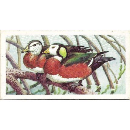 Tropical Birds 1961 Brooke Bond Tea Card 7 - African Pigmy Goose