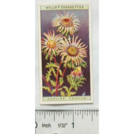 1923 Wills, Wild Flowers No. 43 Carline Thistle