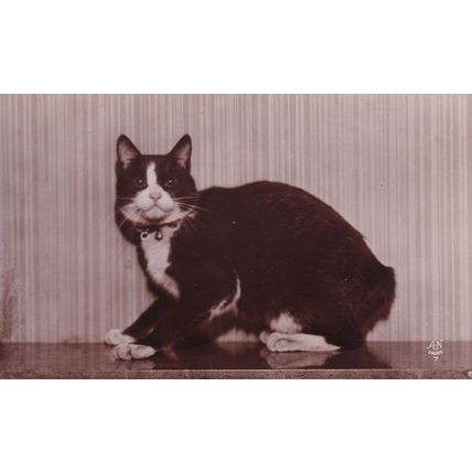 Chat De Isle Of Man French Antique Manx RPC Postcard