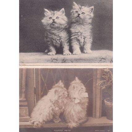 Fluffy Pets 2x Cute Kitten Antique Cat Postcard s