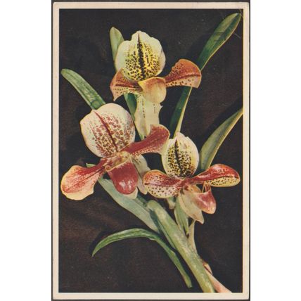 Lady's Slipper Orchid, 1952 - J Arthur Dixon Postcard