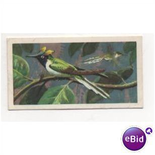 1961 Brooke Bond Tea card TROPICAL BIRDS No.19 Sun Gem