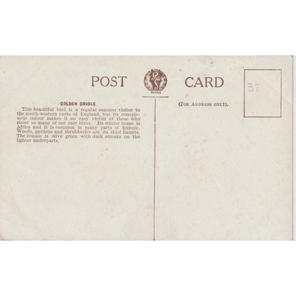 Roland Green Drawn Golden Oriole Bird Postcard (QAN0063)