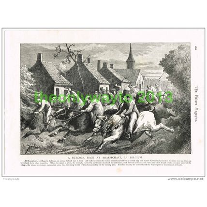 A BULLOCK RACE AT BRAESSCHAET, BELGIUM, BOOK-PLATE/PRINT c1895