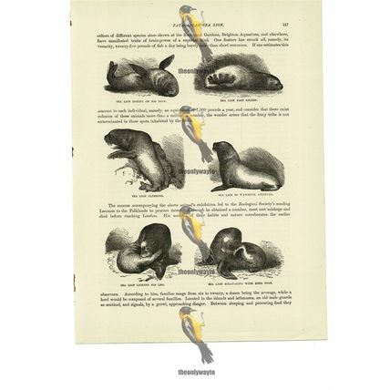 Sea Lions, 6 Views, Book Illustration (Print), 1884