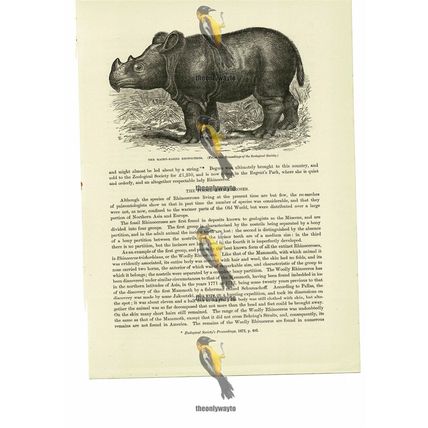 Hairy Eared Rhinoceros, Book Illustration (Print), 1884