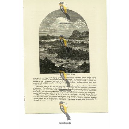 Sea Lions, Farallone Islands, Off San Francisco, Book Illustration (Print), 1884