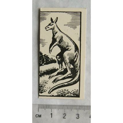 1953 Teddy Bear Lollies Interesting Animals card No. 8 Kangaroo