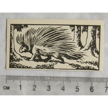 1953 Teddy Bear Lollies Interesting Animals card No. 22 Porcupine