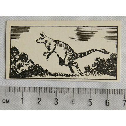 1953 Teddy Bear Lollies Interesting Animals card No. 23 Wallaby