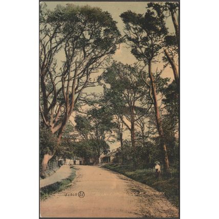 Avenue and Lodge at Anthony, Cornwall, 1907 - Valentine's Postcard