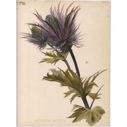 ERYNGIUM ALPINUM - SEA HOLLIES 1894 Henry George Moon CHROMOLITHOGRAPH