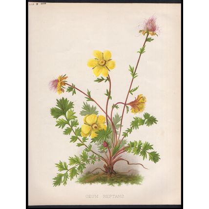 GEUMS 1894 M. Courtney - Guillaume Severeyns CHROMOLITHOGRAPH