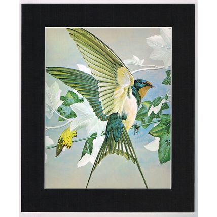 Swallow Mounted Bird Picture Print Black 10 inch x 12 inch