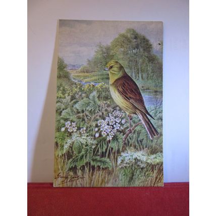 YELLOWHAMMER by George Rankin unused postcard by J Salmon birds animals =