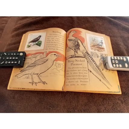 Little Golden Book Bird Stamps By Kathleen Daly B Edition VG/FN Shape 1949