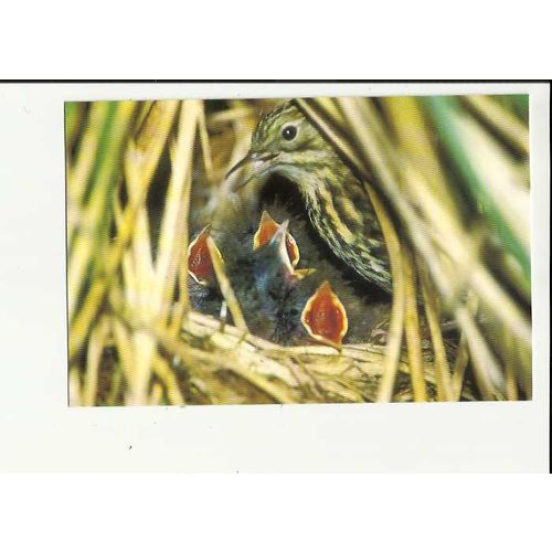 Birds ANTARCTIC PIPIT Postcard by South Georgia Whaling Museum (3)