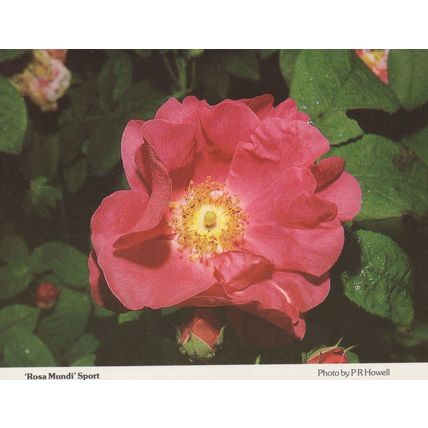 Rosa Mundi Worcester Rose Society Roses Postcard