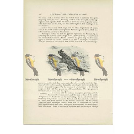 Moloch Lizard, Animal Book Illustration (Print), c1916