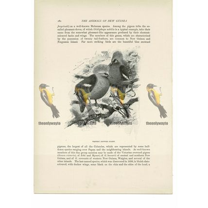 Western Crowned Pigeon, Animal Book Illustration (Print), c1916