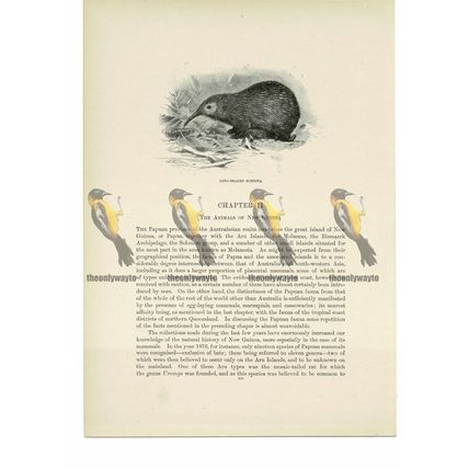 Long Beaked Echidna, Animal Book Illustration (Print), c1916