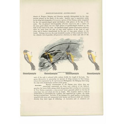 Albertis Bird of Paradise, Animal Book Illustration (Print), c1916