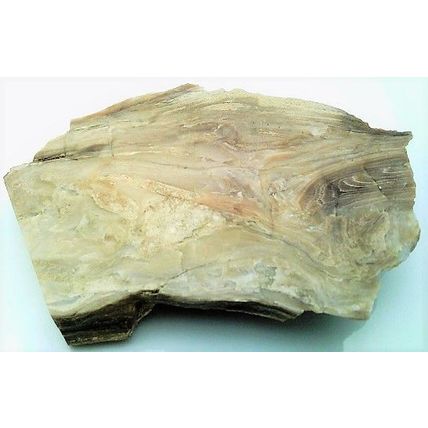 Petrified Wood 7 Natural Gemstone Slab Lapidary Cabbing Rough