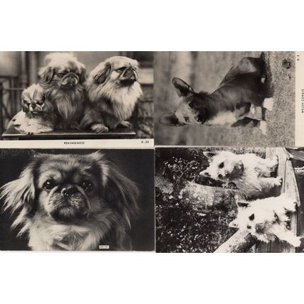 Welsh Corgie Pekingese 4x Vintage Dog Real Photo Postcard s