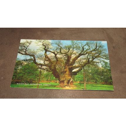 1980s J Salmon Postcard -Major Oak, Sherwood Forest - Nottinghamshire