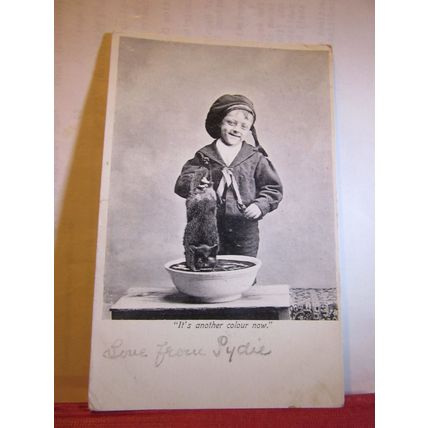 DYEING A CAT!! Black humour used antique postcard 1906 pm =