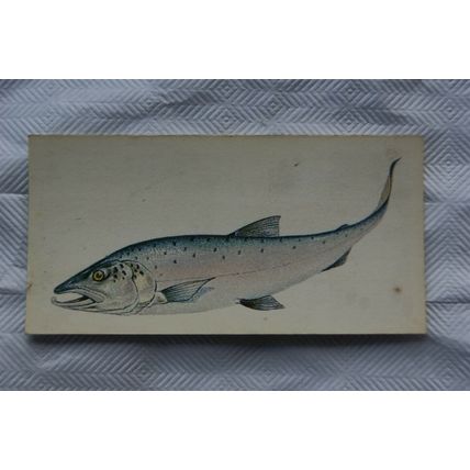 1978 Craven Black Cat Sport Fish card No. 19 Salmon