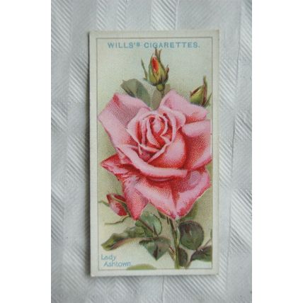 1926 Wills Roses No. 23 Lady Ashtown