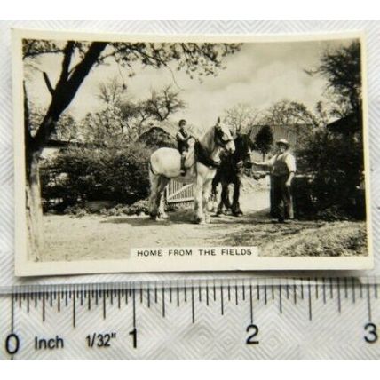 1938 Senior Service Our Countryside 30 Home from Fields