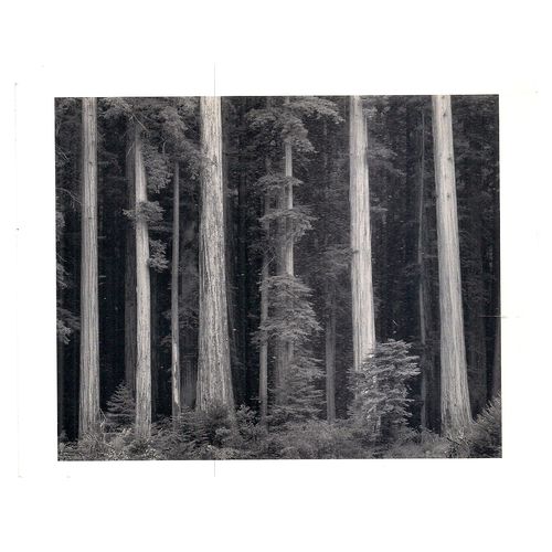 REDWOODS, BULL CREEK FLAT. CALIFORNIA unused postcard. =