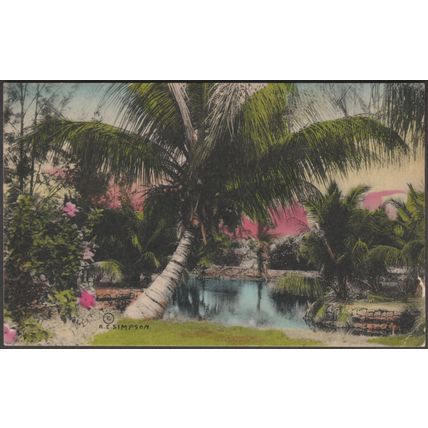 Coconut Palms, Florida, 1937 - Sunny Scenes Postcard