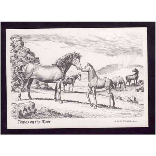 ANIMAL POST CARDS - PONIES ON THE MOOR - UNUSED